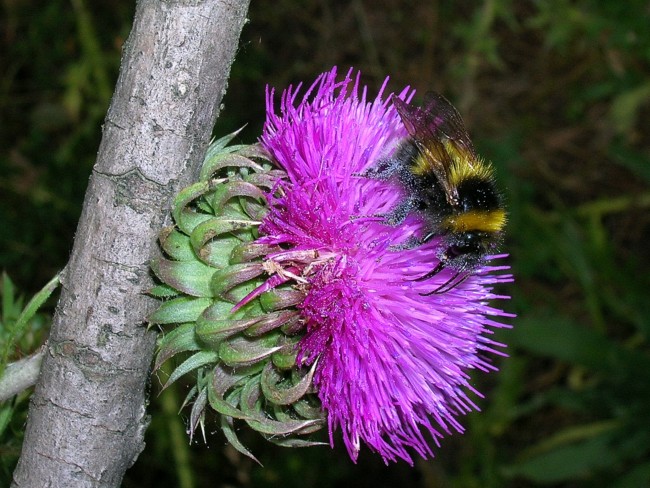 Bombus lucorum?